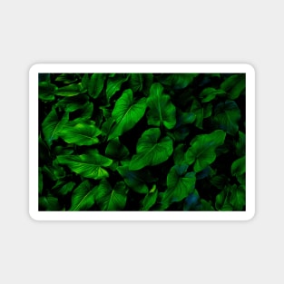 Dark Green Lilly Leaves Magnet