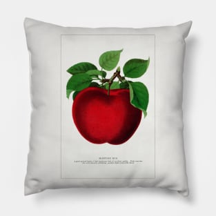 McIntosh Red Apple Lithograph (1900) Pillow