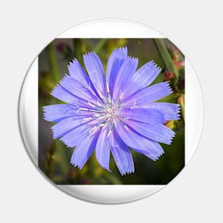 Vibrant Chicory Flower Pin