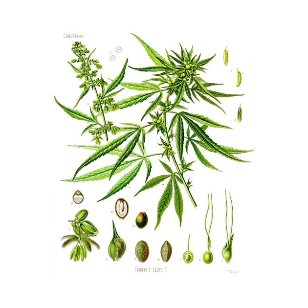 Antique Botanical Illustration of Cannabis Sativa by moonandcat