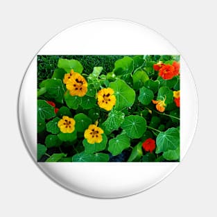 Yellow and orange nasturtiums Pin