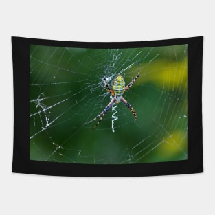 A Spider Weaves Its Web Tapestry