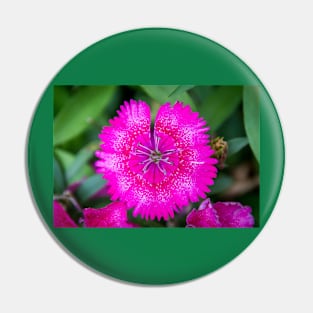 Vibrant Pink Dianthus Pin