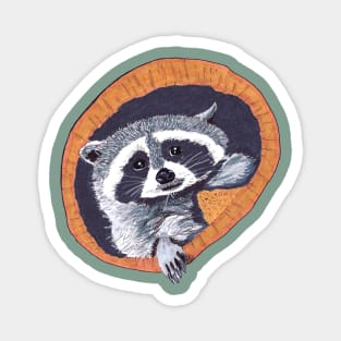 Peekaboo Raccoons Collection #1 Magnet