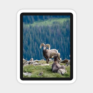 Long horn sheep on a mountain ledge Magnet