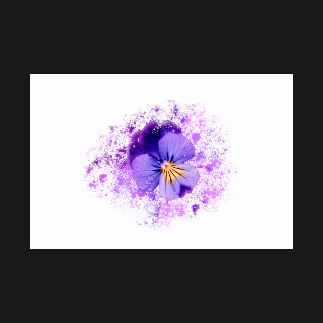 Purple pansy on white background by RosNapier