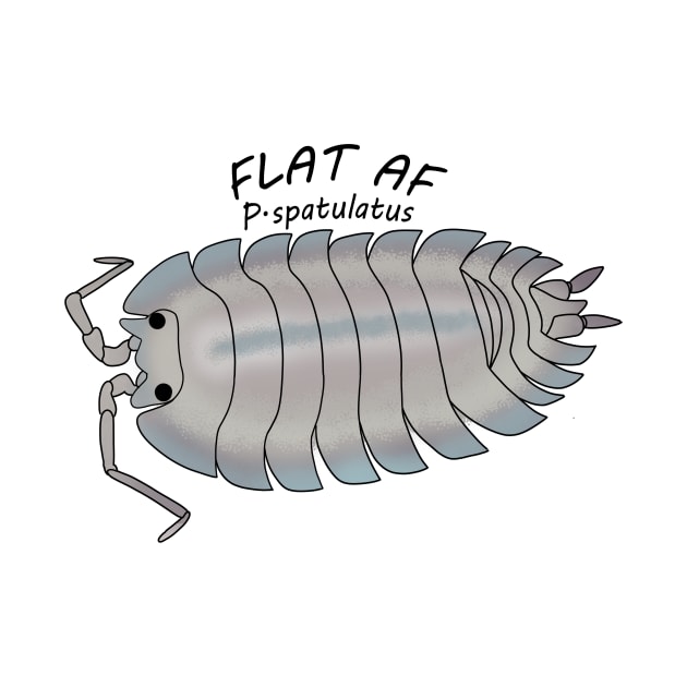 P.spatulatus Flat AF by Binkykun