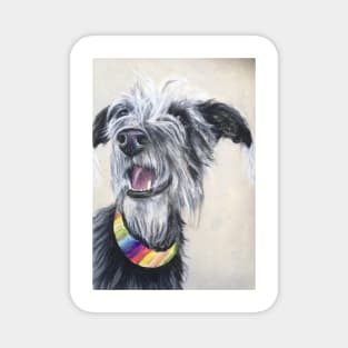 Scruffy Lurcher rainbow collar Magnet