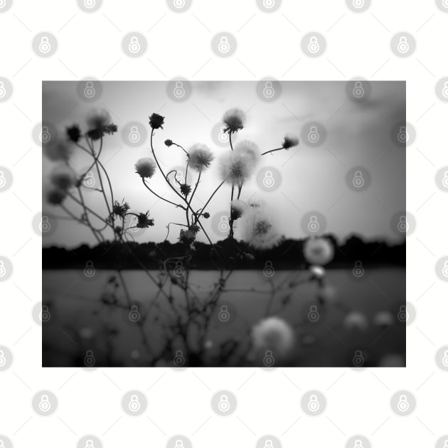 White dandelions pappus in black and white photography by Khala