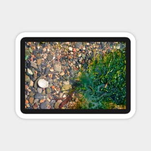 Rock Pool With Beach Pebbles & Seaweed - Abstract Coastal - #1 Magnet