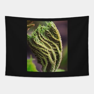 Gunnera Tapestry