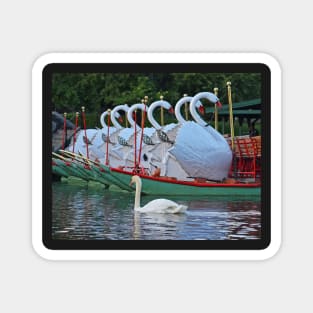 Swan swimming with some friends Magnet