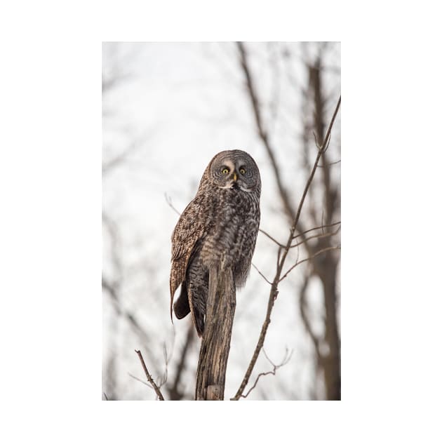 Great Grey Owl in winter by josefpittner