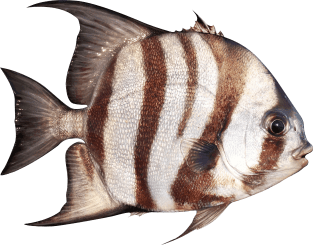 Angel Fish Magnet