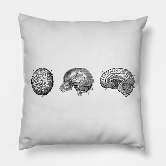 Brain Diagram - Three Views - Vintage Anatomy Pillow by Vintage Anatomy Prints