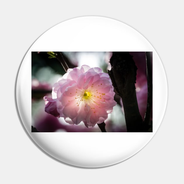 Flowering Almond Close-up Pin by Robert Alsop