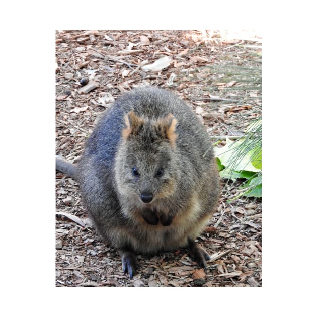 Quokka by kirstybush