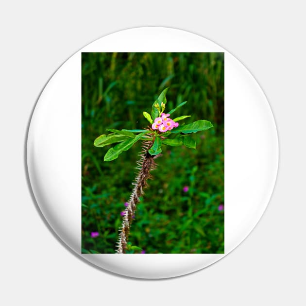 Pink Crown of Thorns Pin by bobmeyers