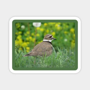 Killdeer Bird in a Field of Flowers Magnet