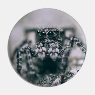 Legs Like Horns, Jumping Spider Macro Photograph Pin