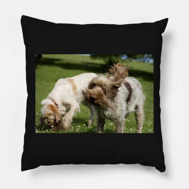 Head Shake Spinone Pillow by heidiannemorris