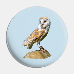 Barn owl on a gatepost Pin