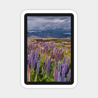 A Church in a Field of Lupins Magnet