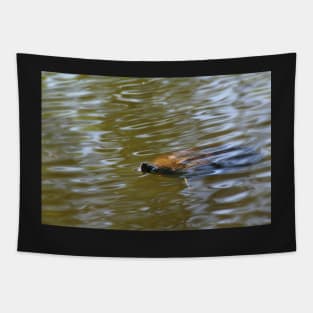 turtle swimming at Trojan pond, near Goble, Oregon Tapestry