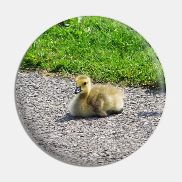 Young Gosling Resting On The Ground Pin by BackyardBirder
