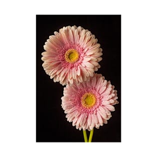 Two Dew Covered Pink Gerbera Daises T-Shirt