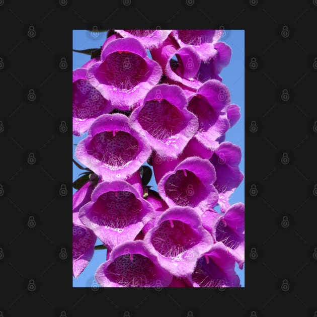 Foxglove by AH64D