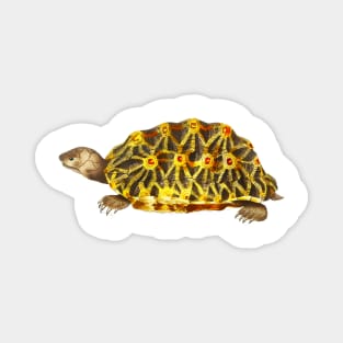 Yellow turtle in colorful vintage design Magnet