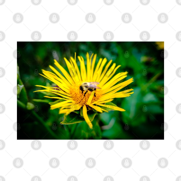 Bee On Elecampane Flower 3 by Robert Alsop