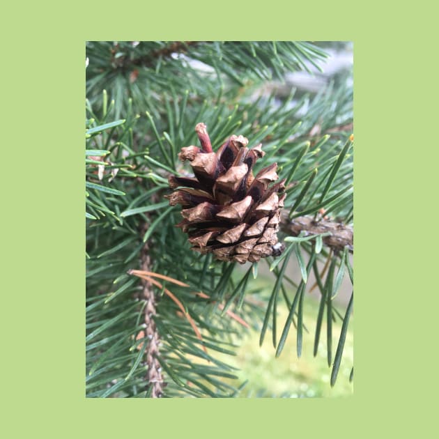 Pine Cone by Amanda1775