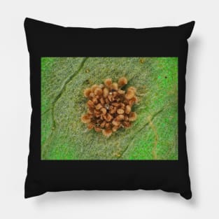 Fern sorus under the microscope Pillow