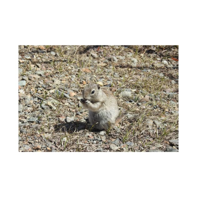 prairie dog, wildlife, animals, nature, gifts by sandyo2ly