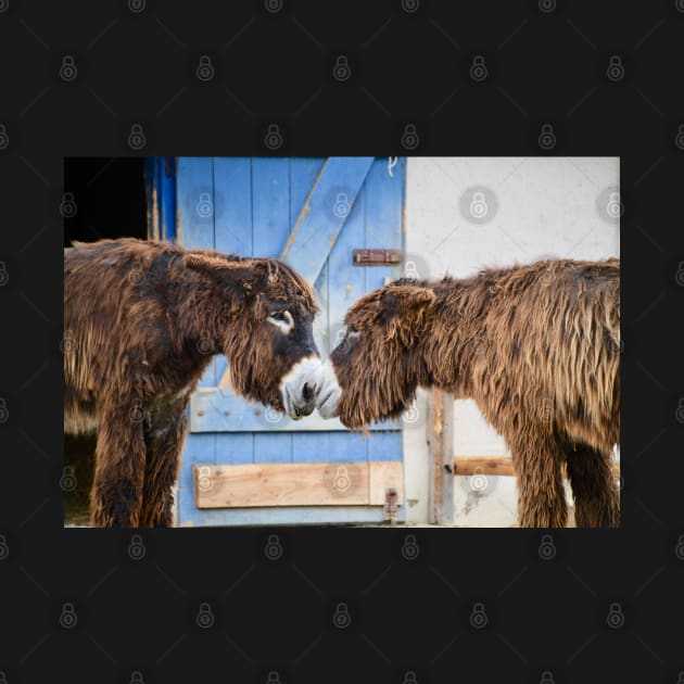 Donkey Kiss / Swiss Artwork Photography by RaphaelWolf