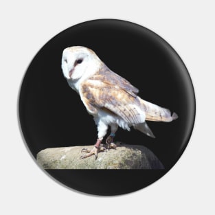 Barn Owl on a Rock Pin