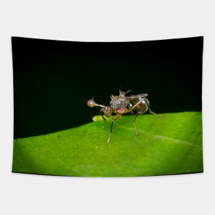 An unique looking Stalk-eyed fly (Diopsidae) Tapestry