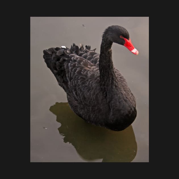 Black Swan by RedHillDigital