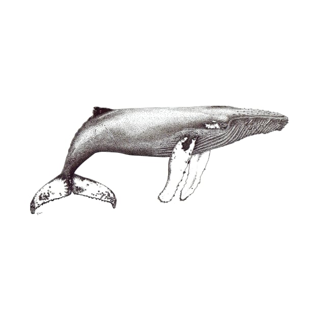 Humpback whale ink black and white by chloeyzoard