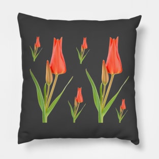 Tulipa praestans  'Van Tubergen's Variety'  Miscellaneous tulip Pillow