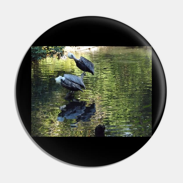 Exotic Bird and Reflection, Bronx Zoo, Bronx New York Pin by AxeandCo