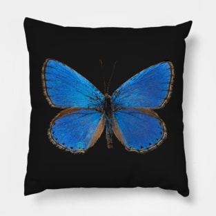 Special Blue Butterfly | Entomology Lover Pillow