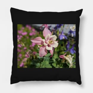 Pink Columbine Pillow