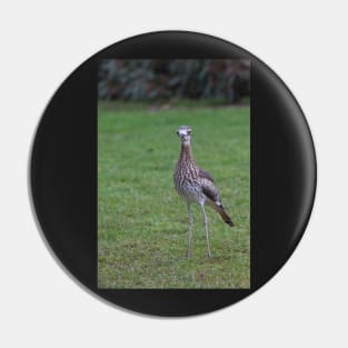 Stone Curlew Pin