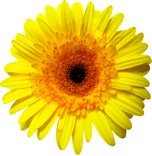 Sunny Yellow Gerbera Daisy Magnet