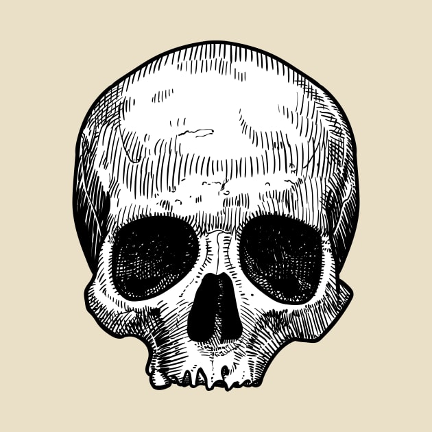 Drawing of a skull by StefanAlfonso