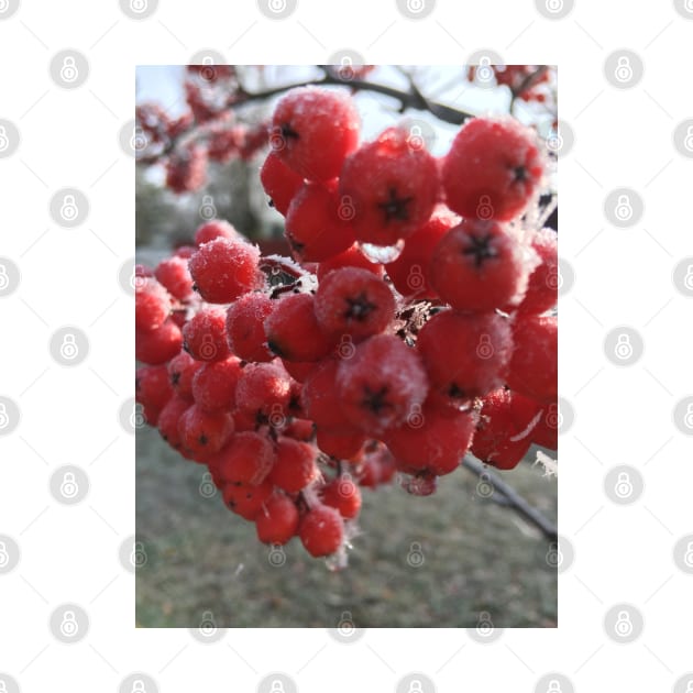 Mountain Ash Berries a Cold  and Frosty November Morning by Ric1926