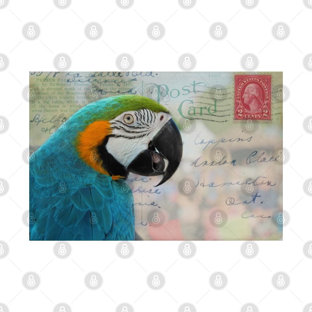 Macaw Parrot on Vintage Postcard by ninasilver